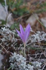 Colchicum boissieri
