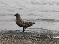Stercorarius antarcticus