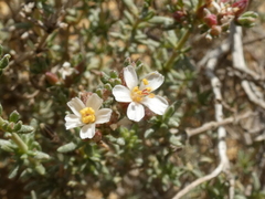 Frankenia pulverulenta