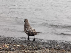 Stercorarius antarcticus