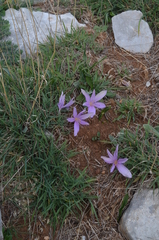 Colchicum boissieri