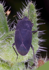 Aellopus atratus