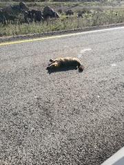 Canis aureus syriacus