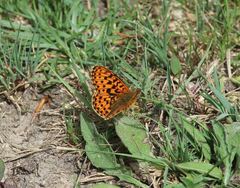 Boloria euphrosyne