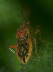 Rhopalus