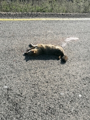 Canis aureus syriacus