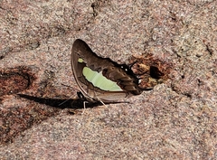 Polyura bharata