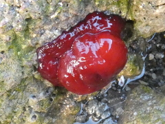 Actinia mediterranea