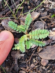 Ornithopus compressus