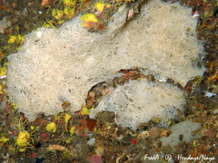 Clathrina coriacea