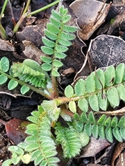 Ornithopus compressus