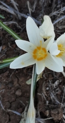 Crocus