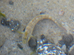 Salaria pavo
