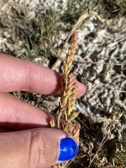 Suaeda calceoliformis