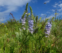 Veronica austriaca jacquinii