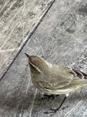Setophaga palmarum