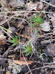 Petrosedum amplexicaule