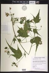 Ripariosida hermaphrodita