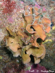 Pentapora foliacea