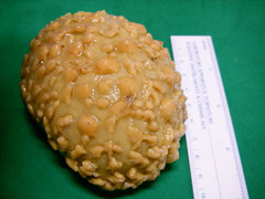 Sphaerotylus capitatus