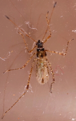 Gampsocoris culicinus