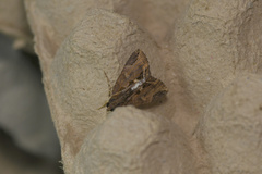Ercheia
