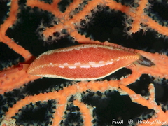 Simnia spelta