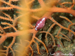 Simnia spelta