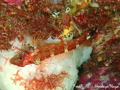 Tripterygion delaisi