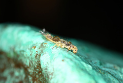 Luciola curtithorax