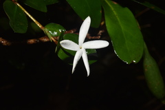 Atractocarpus platyxylon