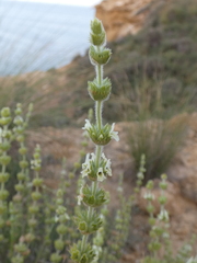 Sideritis hirsuta