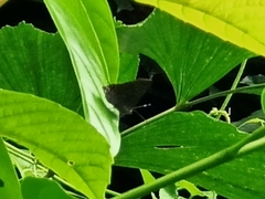 Deudorix epijarbas