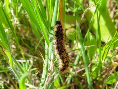 Malacosoma castrense