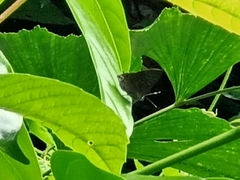 Deudorix epijarbas
