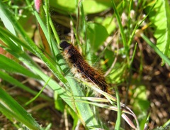 Malacosoma castrense