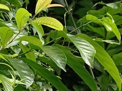 Deudorix epijarbas