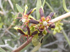 Periploca laevigata
