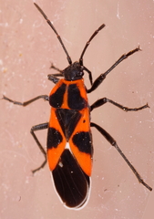 Tropidothorax leucopterus