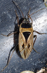 Xanthochilus quadratus