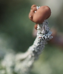 Cladonia peziziformis