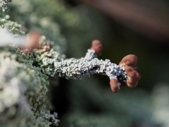 Cladonia peziziformis