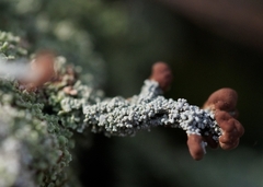 Cladonia peziziformis