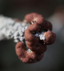 Cladonia peziziformis