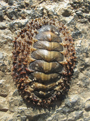 Acanthopleura testudo