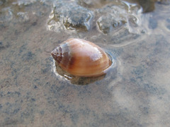 Gastropoda
