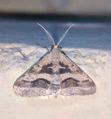 Isturgia disputaria