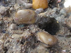 Barbatia foliata