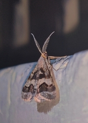 Isturgia disputaria