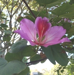 Bauhinia variegata